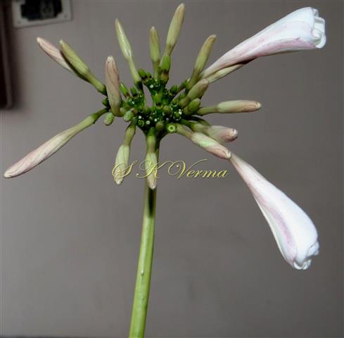  Inflorescence